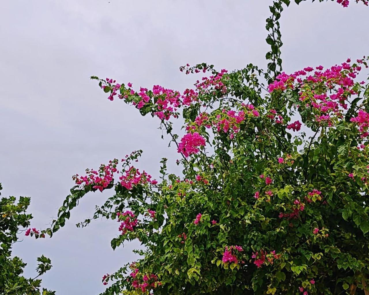 Bougan Villea Retreat Bodufolhudhoo Eksteriør bilde