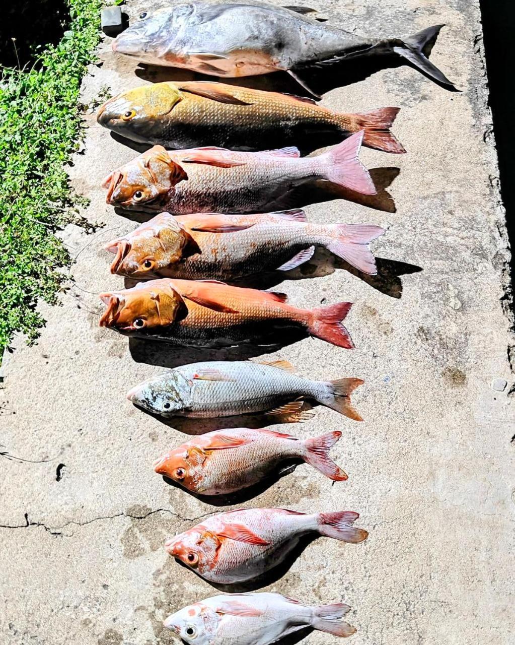 Bougan Villea Retreat Bodufolhudhoo Eksteriør bilde